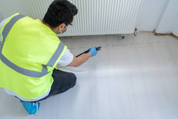 Best Fumigation Services  in Eastern Goleta Valley, CA